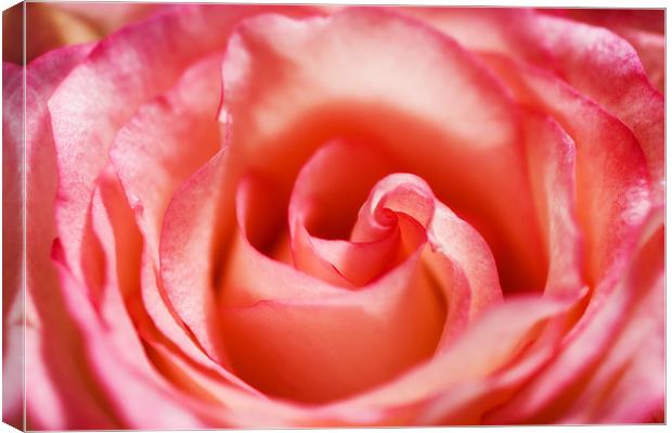 Pink Rose Canvas Print by Mary Lane