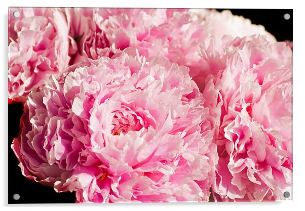 Pink Peony Bouquet Acrylic by Mary Lane