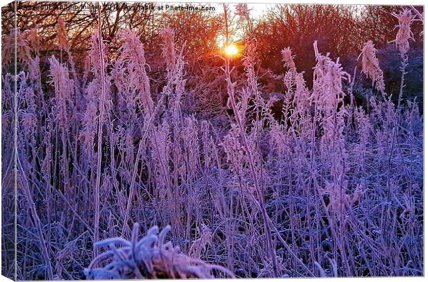  Arley Winter Frost Canvas Print by philip milner