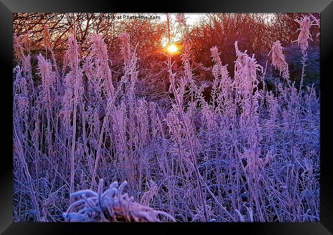  Arley Winter Frost Framed Print by philip milner