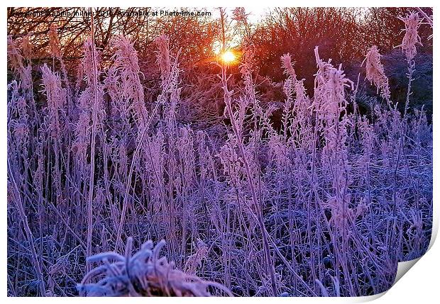  Arley Winter Frost Print by philip milner
