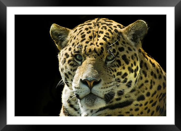 Jaguar Framed Mounted Print by Mary Lane