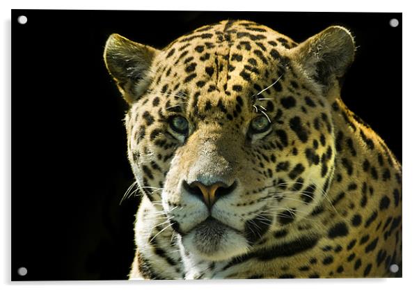 Jaguar Acrylic by Mary Lane