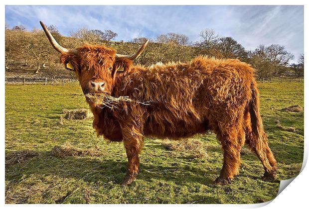 Highland Cow in Yorkshire Print by Gary Kenyon