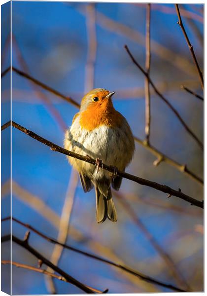  Robin Redbreast Portrait Canvas Print by Andy McGarry