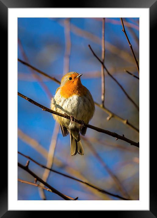  Robin Redbreast Portrait Framed Mounted Print by Andy McGarry