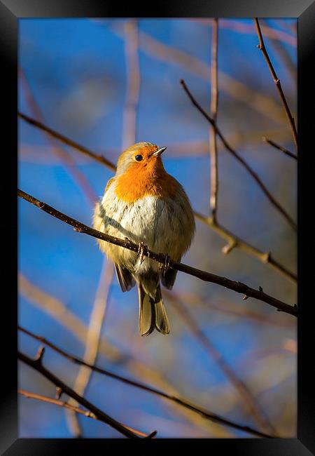  Robin Redbreast Portrait Framed Print by Andy McGarry