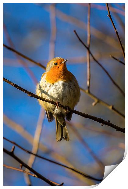  Robin Redbreast Portrait Print by Andy McGarry