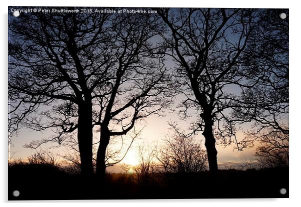 Winter Trees - Oakwell Park, Birstall, West Yorksh Acrylic by Peter Shuttleworth