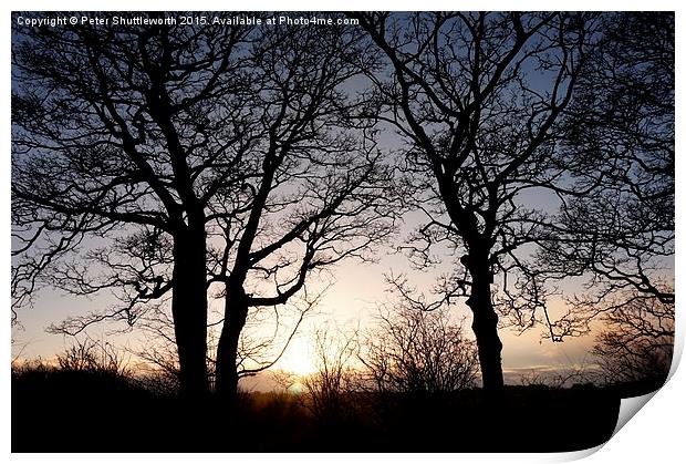 Winter Trees - Oakwell Park, Birstall, West Yorksh Print by Peter Shuttleworth