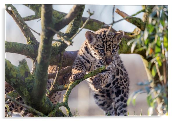  Jaguar Cub Acrylic by Andy McGarry