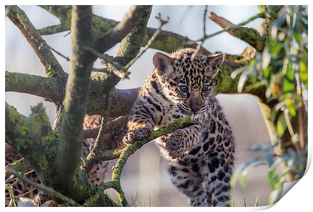  Jaguar Cub Print by Andy McGarry