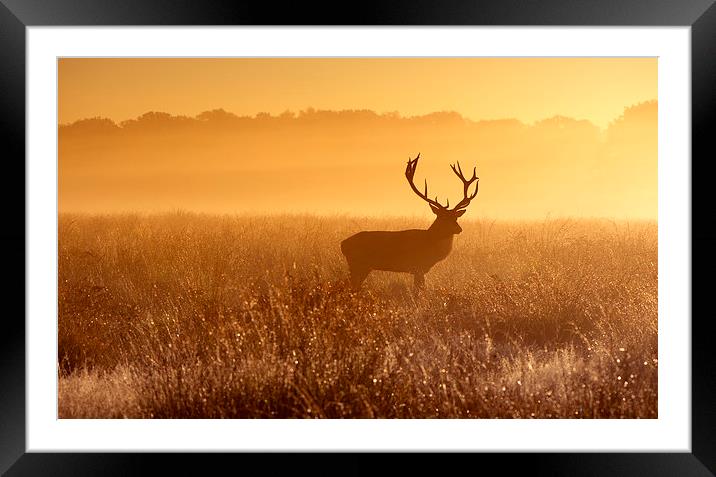 Red deer!  Framed Mounted Print by Inguna Plume