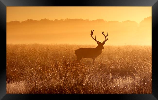 Red deer!  Framed Print by Inguna Plume