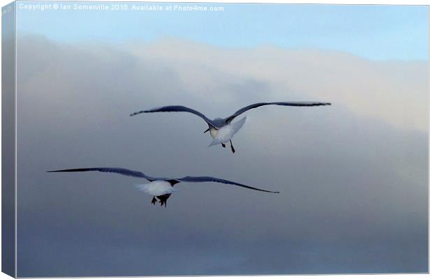 Seagulls in flight Canvas Print by Ian Somerville