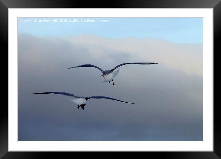  Seagulls in flight Framed Mounted Print by Ian Somerville