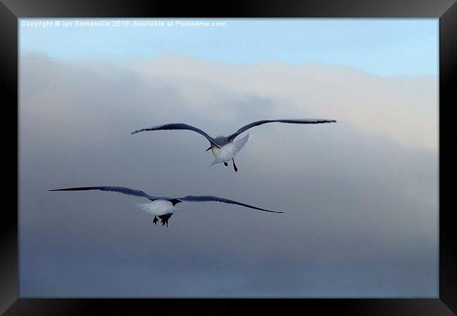  Seagulls in flight Framed Print by Ian Somerville