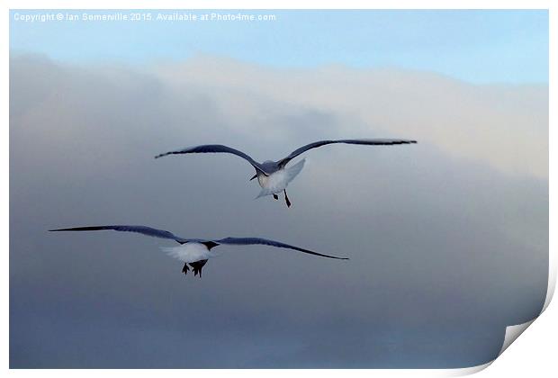  Seagulls in flight Print by Ian Somerville