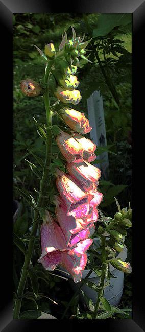  Foxglove Posterised Image Framed Print by james balzano, jr.