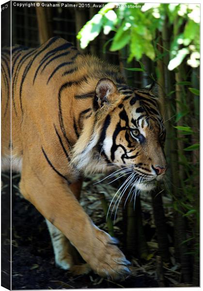  The Eye Of The Tiger Canvas Print by Graham Palmer