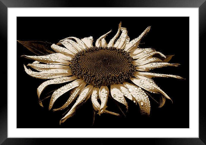  Sunflower Three Toned Image  Framed Mounted Print by james balzano, jr.