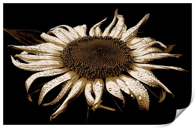  Sunflower Three Toned Image  Print by james balzano, jr.