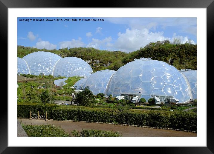  The Eden Project Framed Mounted Print by Diana Mower