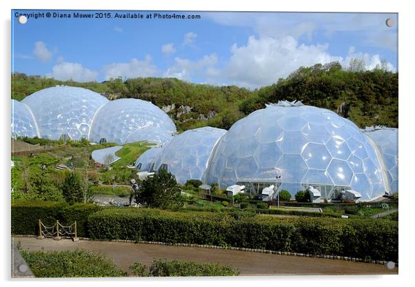  The Eden Project Acrylic by Diana Mower