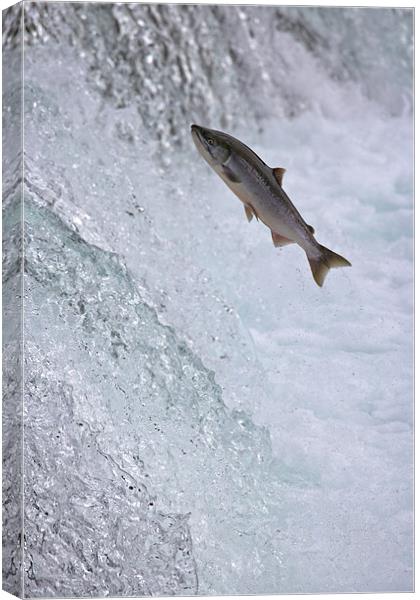Salmon Leaping Brooks Falls, Alaska Canvas Print by Sharpimage NET