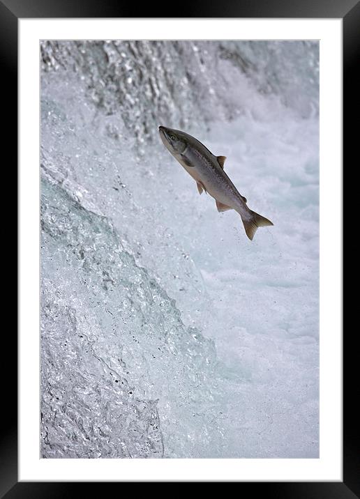 Salmon Leaping Brooks Falls, Alaska Framed Mounted Print by Sharpimage NET