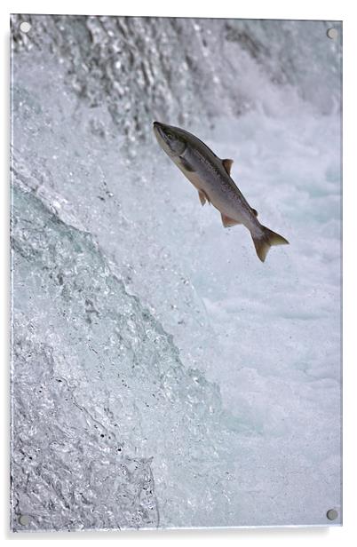 Salmon Leaping Brooks Falls, Alaska Acrylic by Sharpimage NET