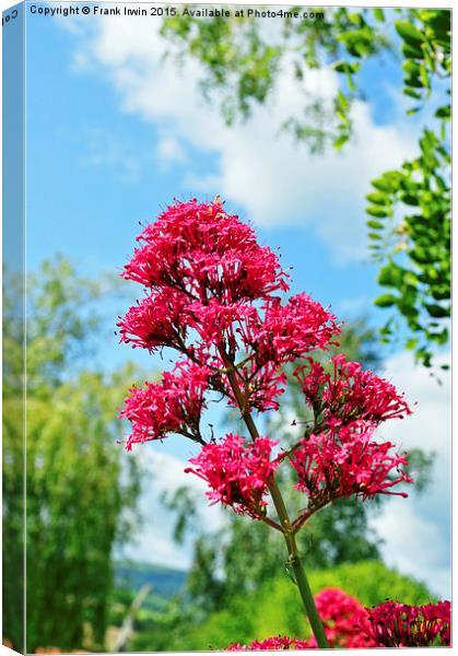  Red Valerian in all its glory Canvas Print by Frank Irwin