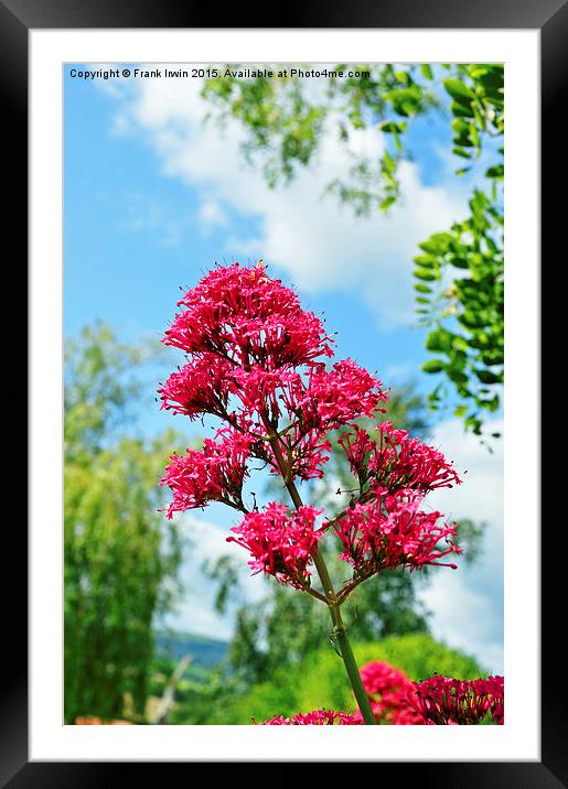  Red Valerian in all its glory Framed Mounted Print by Frank Irwin