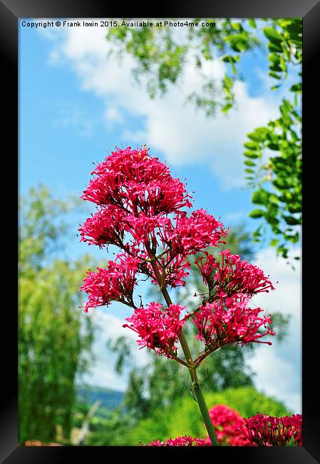  Red Valerian in all its glory Framed Print by Frank Irwin