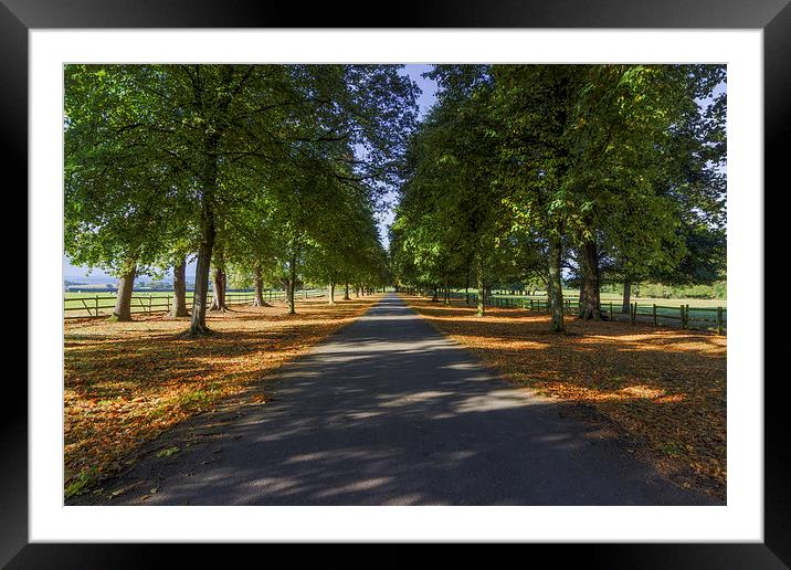 Autumn Drive  Framed Mounted Print by Ian Mitchell