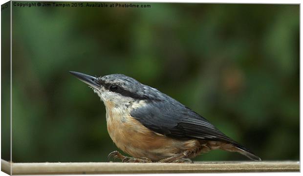 JST3068 Nuthatch Canvas Print by Jim Tampin
