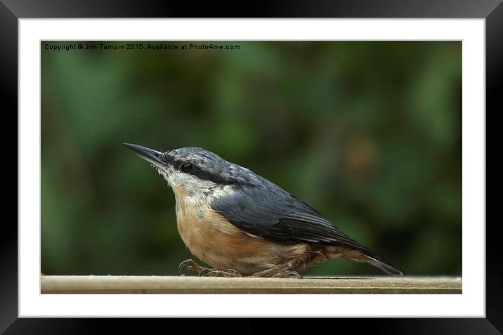 JST3068 Nuthatch Framed Mounted Print by Jim Tampin
