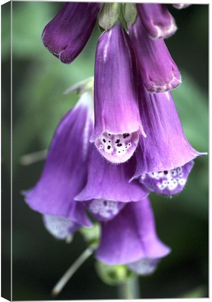 Enchantment in Digitalis Blooms Canvas Print by Steven Dale