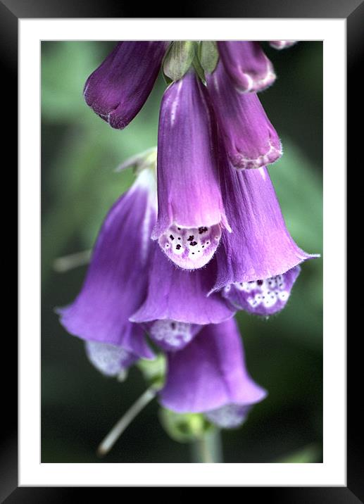 Enchantment in Digitalis Blooms Framed Mounted Print by Steven Dale