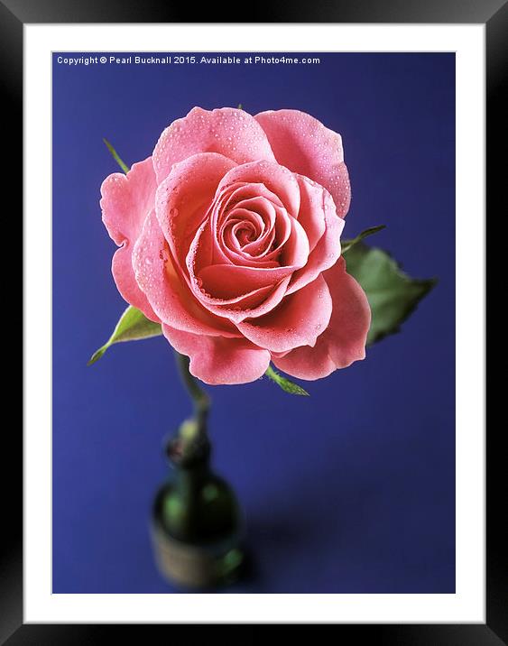 Pink Rose in a Bottle Framed Mounted Print by Pearl Bucknall