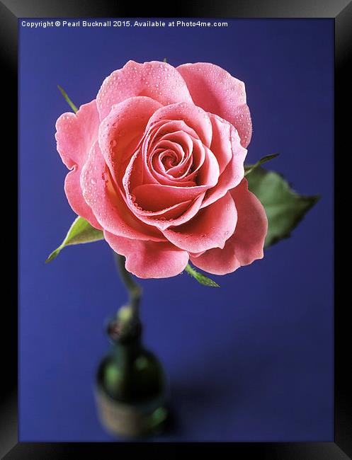 Pink Rose in a Bottle Framed Print by Pearl Bucknall