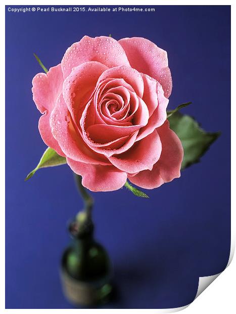 Pink Rose in a Bottle Print by Pearl Bucknall