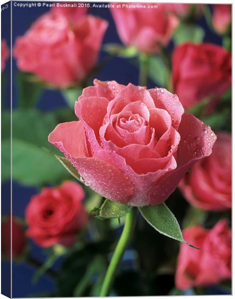 Pink Roses Canvas Print by Pearl Bucknall