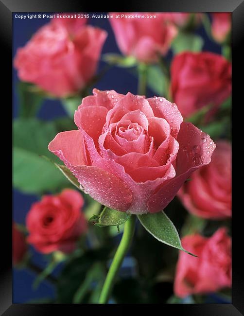 Pink Roses Framed Print by Pearl Bucknall