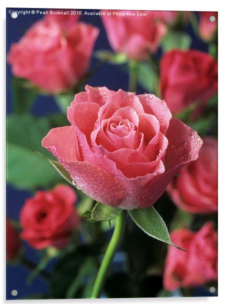 Pink Roses Acrylic by Pearl Bucknall