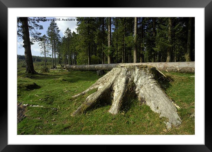 JST3081 Tree Down Framed Mounted Print by Jim Tampin