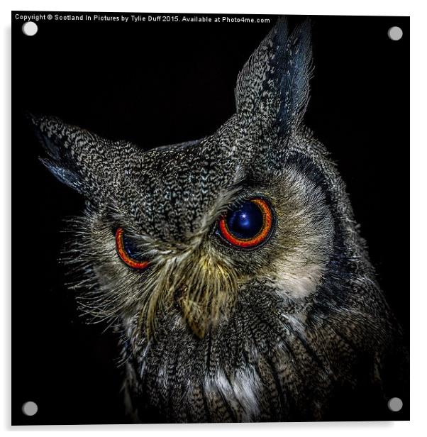  Long Eared Owl Acrylic by Tylie Duff Photo Art
