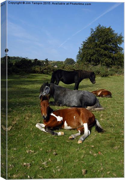 JST3076 dartmoor Ponies Canvas Print by Jim Tampin