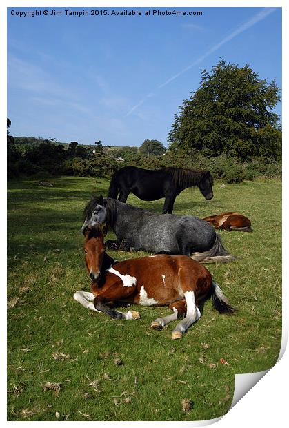 JST3076 dartmoor Ponies Print by Jim Tampin