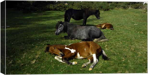 JST3075 Dartmoor Ponies Canvas Print by Jim Tampin